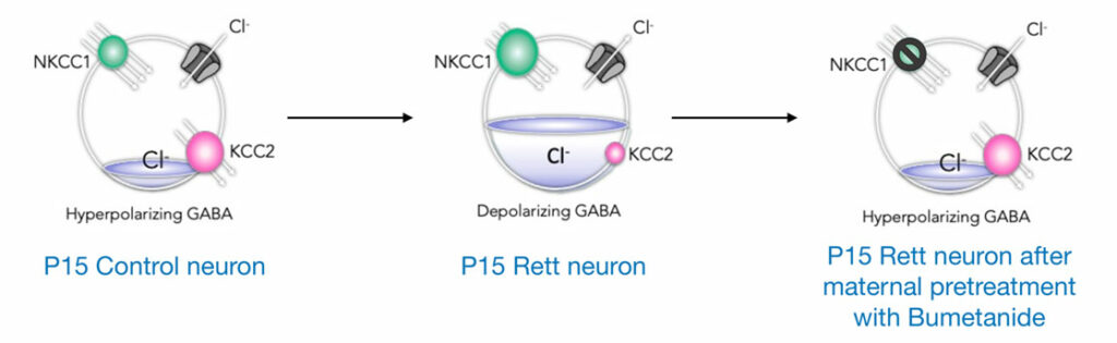 The GABA developmental sequence is altered in a mouse model of Rett Syndrome